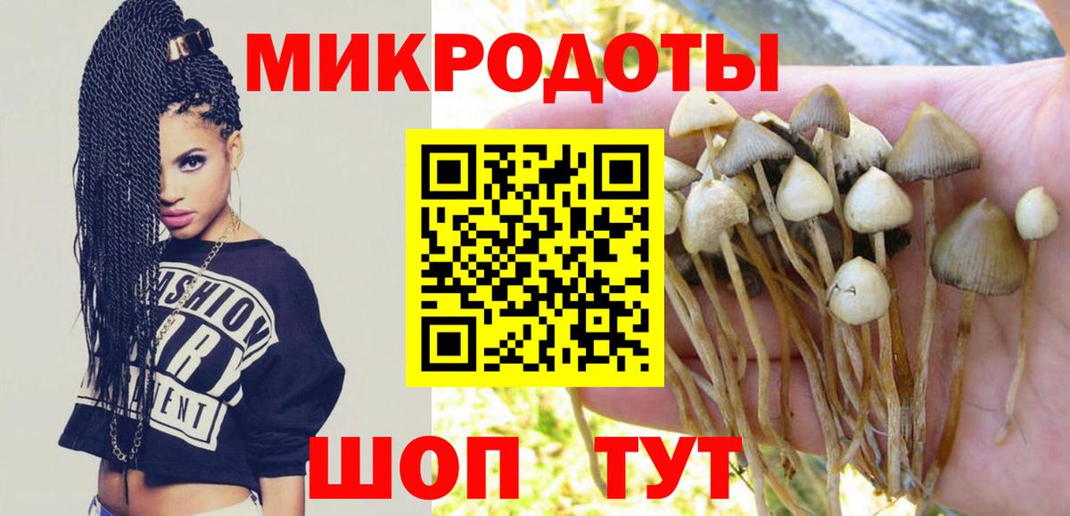 Псилоцибиновые грибы Psilocybe Великий Устюг